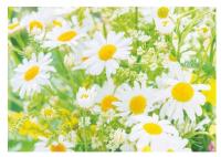 Фотообои бумажные Bellissimo "Солнечные ромашки", 4 листа 2000х1400 мм, (ДК)