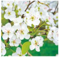 Фотообои бумажные Симфония Белоснежная яблоня, 6 листов, 2100х2000 мм, (ДК)