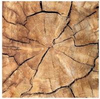 Фотообои бумажные Симфония Дерево, 6 листов, 2100х2000 мм, (ДК)