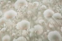 Обои флизелиновые ПАЛИТРА Коллекция Cottonia 1,06*10,06м PL72543-72, (ДК)