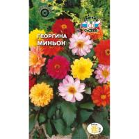 Семена Георгина Миньон смесь