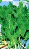 УРАЛЬСКИЙ ДАЧНИК.Семена Щавель Бабушкины пирожки