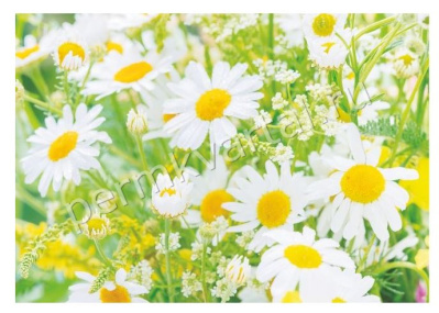 Фотообои бумажные Bellissimo "Солнечные ромашки", 4 листа 2000х1400 мм, (ДК)