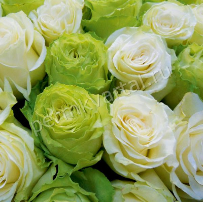 OVK DESIGN.Фотопанно большие розы, 2000*2000мм/винил/флиз, (ДК) OVK DESIGN.Фотопанно большие розы, 2000*2000мм/винил/флиз, (ДК)