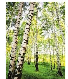 Фотообои бумажные Симфония В березках, 4 листа, 2000х1400 мм, (ДК)
