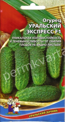 Огурец Уральский экспресс УРАЛЬСКИЙ ДАЧНИК.Семена 