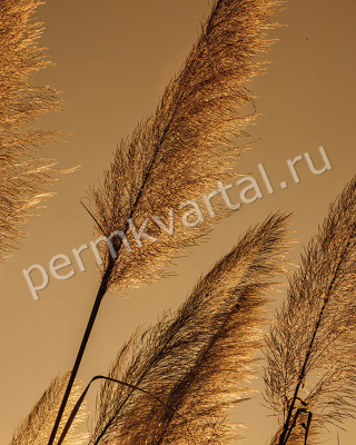 Фотообои бумажные PARTNER SOLO 2,54*1,84м из 2х частей 1331P4, (ДК)