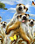 Фотообои флизелиновые PARTNER SOLO 3,68*2,54м из 4х частей 12868V8, (ДК)