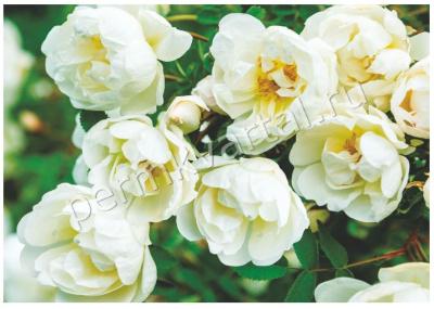 Фотообои бумажные Bellissimo Цветение, 4 листа, 2000х1400 мм, (ДК)